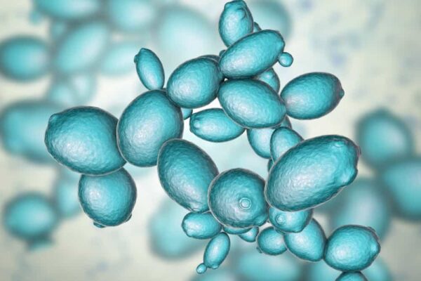O que são leveduras e estabilidade microbiológica na indústria de bebidas?