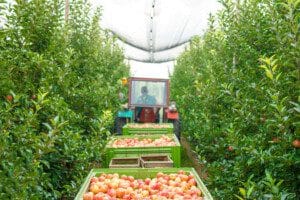 A revolução na produtividade de frutas especiais com dessalinização